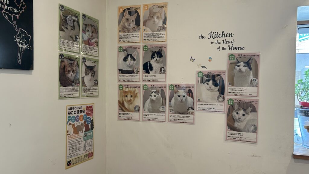 京都烏丸カフェギャラリーLex&co「保護猫プロフィール展示2」