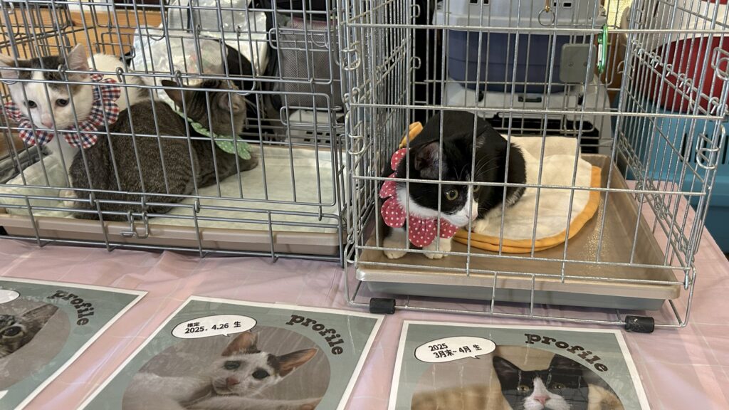 京都烏丸カフェギャラリーLex&co「保護猫」